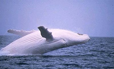 migaloo-balena-cetaceo-bianca-moby-dick