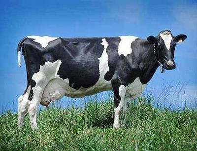 mucca-nome-produzione-latte-aumento