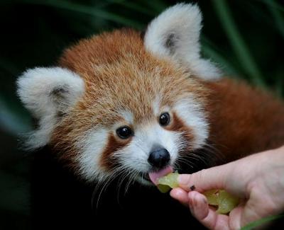 panda-rosso-si-nutre-di-bambu-frutta-foglie