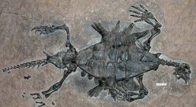 tartarughe-antenato-nonno-Odontochelys-Semitestacea-cina-fossile-scheletro