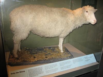 una-riproduzione-della-pecora-dolly-morta-nel-2003