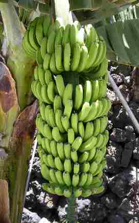 banane-dimagrire-Morning-banana-diet-nutrizione-stress