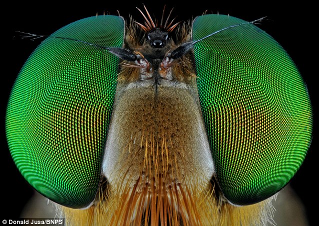  insetti-foto