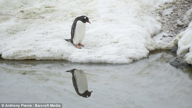 pinguino 1