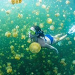 meduse, Jellyfish Lake