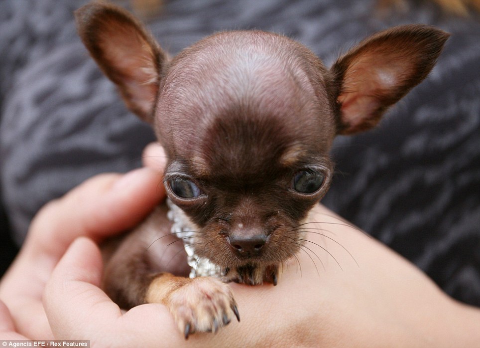 Chihuahua-cane-piu-piccolo-del-mondo-04