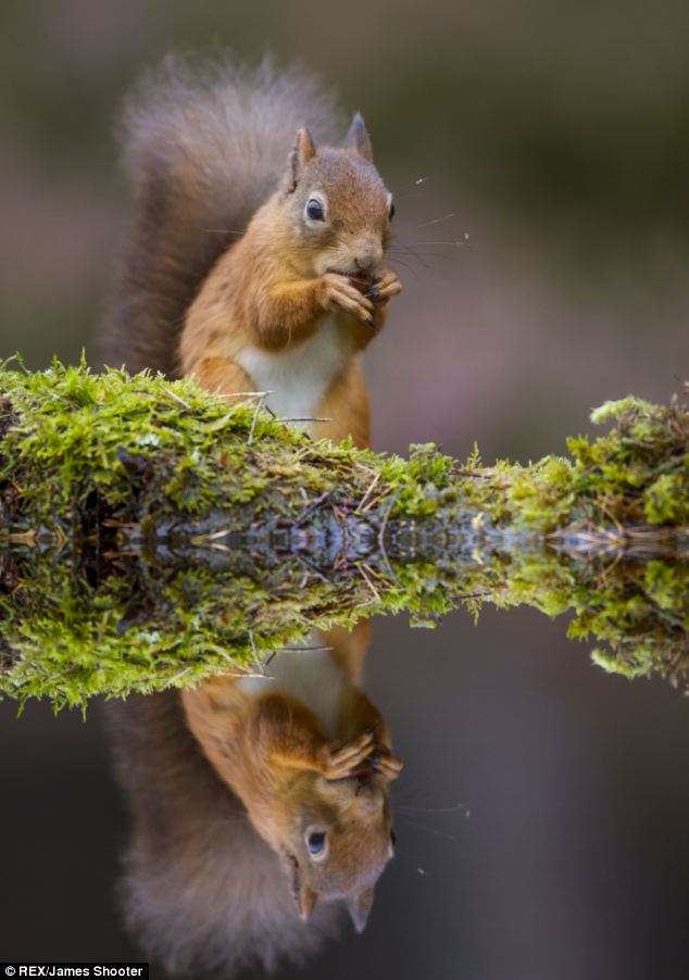 scoiattolo-rosso-animali-foto-01