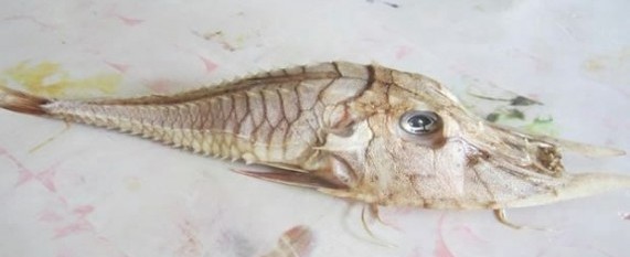 pesce-preistorico-cina-scoperta-03