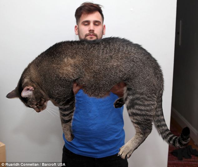 Gattosauro, gatto gigante
