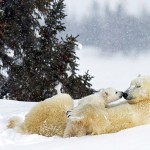 orso polare, cuccioli