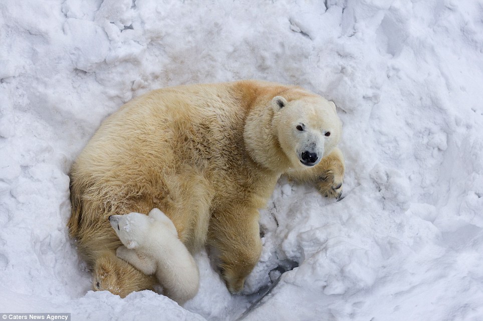 orso polare